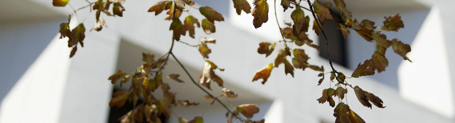 Leaves on a tree in front of a Temple University building.