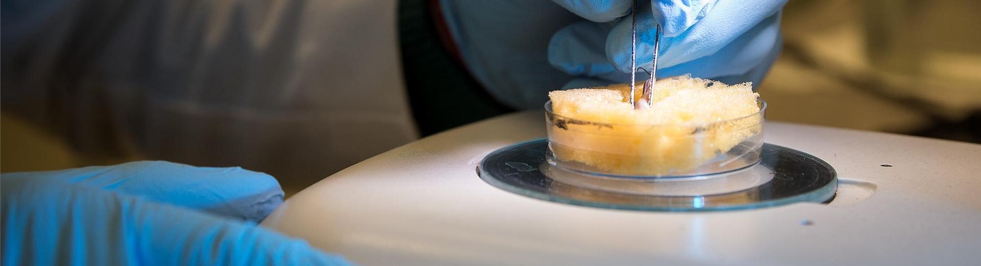 Alt text: Temple student putting tweezers into a substance under a microscope in a College of Science and Technology facility.