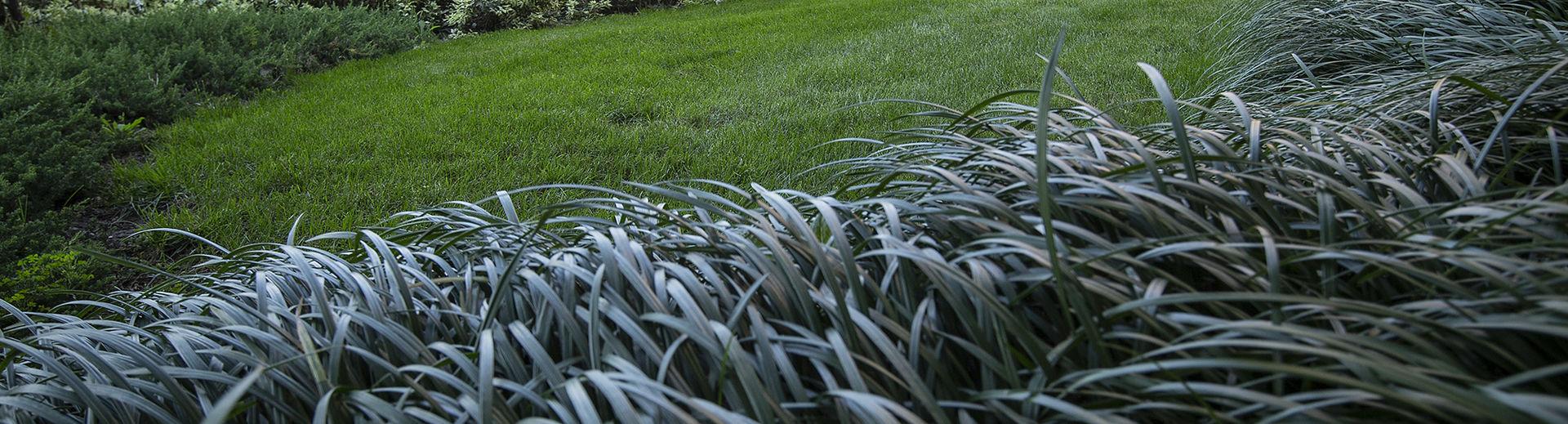 Blades of grass on a lawn