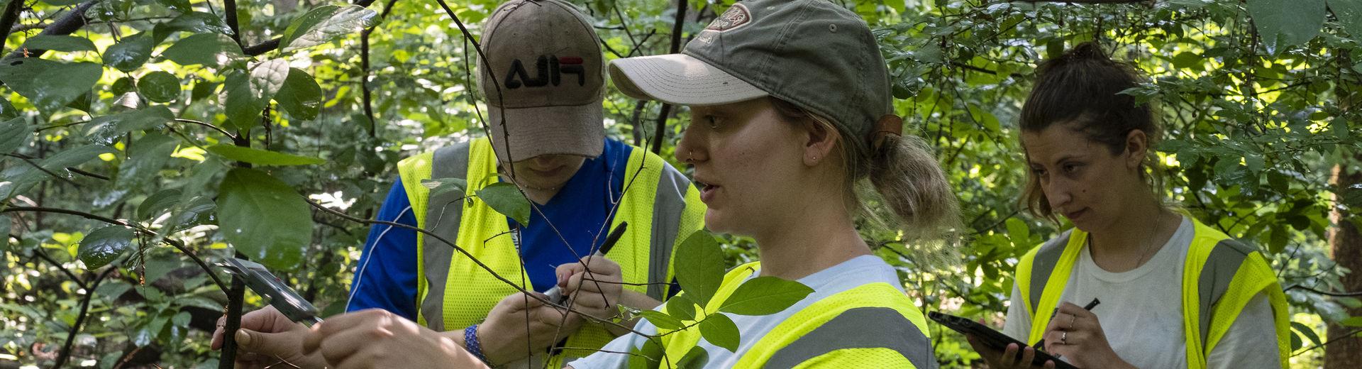 Students clip a section of a tree at the Ambler Field Station.