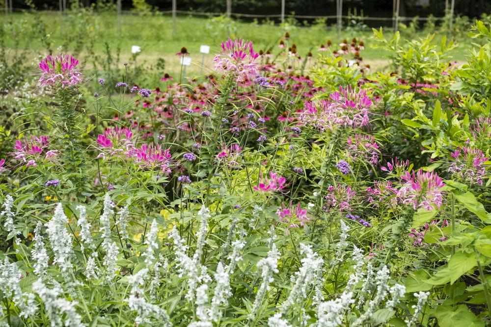 An image of various perennial plants